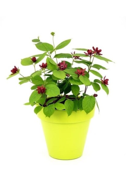 Саженец Калликант